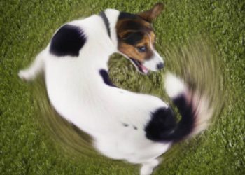 Despite challenges, internet casino gambling in the US continues to gain momentum.