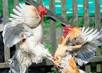 Indiana Bill Aims to Improve Handling of Illegal Animal Gambling Cases